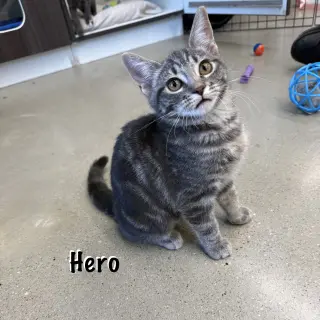 Hero