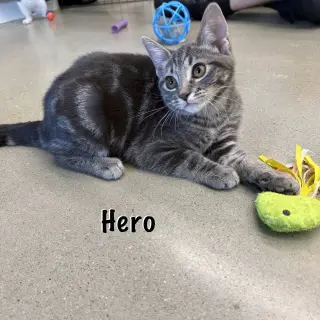 Hero
