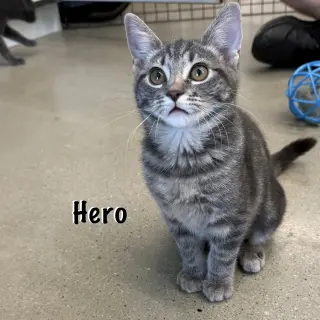 Hero