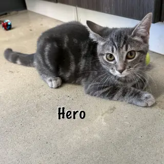 Hero