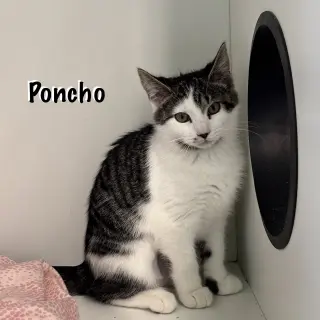 Poncho
