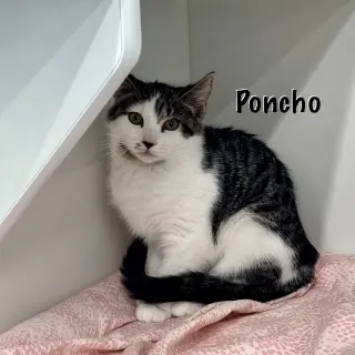 Poncho
