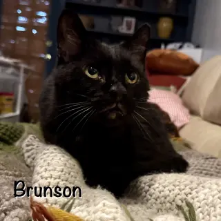 Brunson