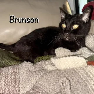Brunson