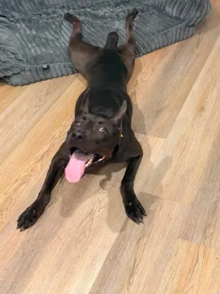 Jello