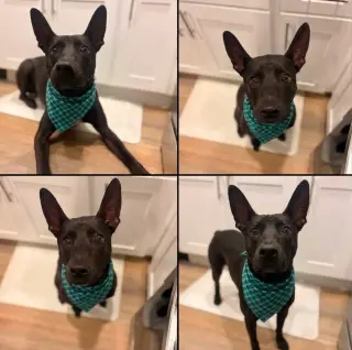 Jello
