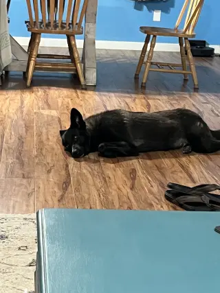 Kora