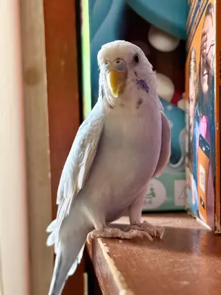 Frankie