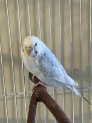 Frankie