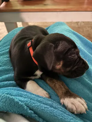 Dottie - Brynns litter