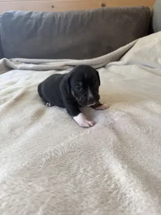 Dottie - Brynns litter