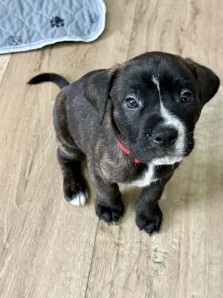 Timber - Brynns litter