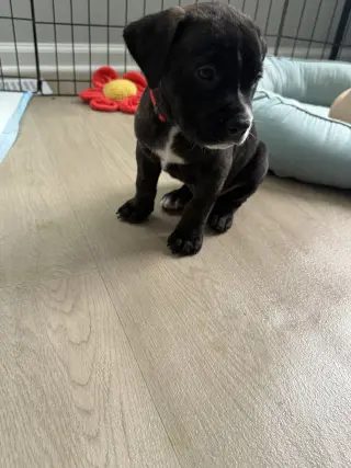 Timber - Brynns litter