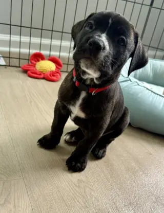 Timber - Brynns litter