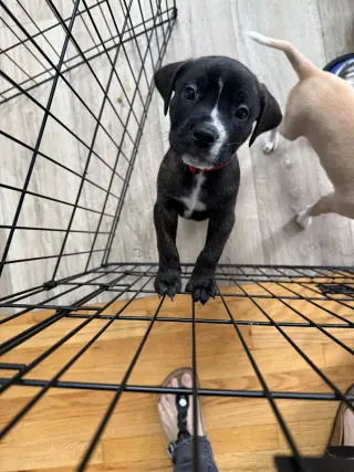 Timber - Brynns litter