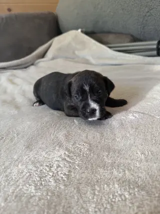 Timber - Brynns litter