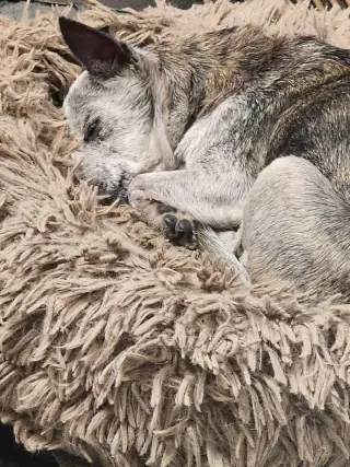 Taima