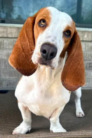 MIMI - ADOPTION PENDING!