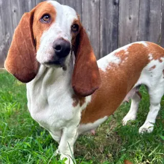 MIMI - ADOPTION PENDING!