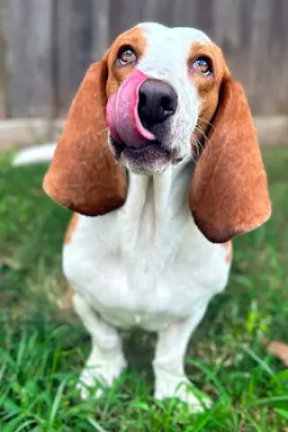 MIMI - ADOPTION PENDING!