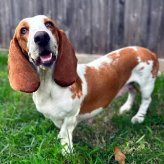 MIMI - ADOPTION PENDING!