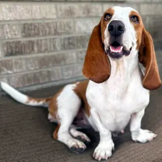 MIMI - ADOPTION PENDING!