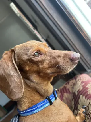 Pebbles