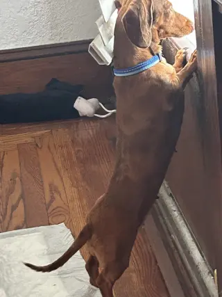Pebbles