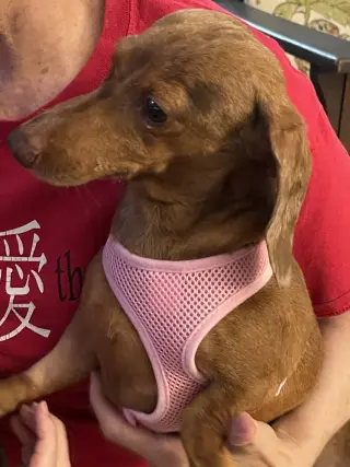 Pebbles