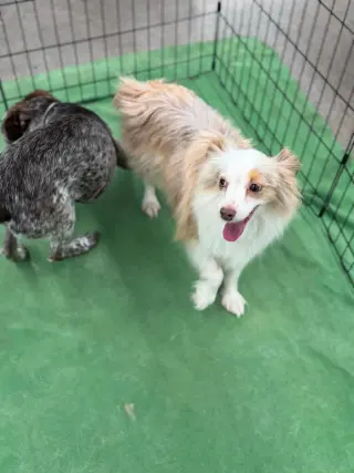 Coco