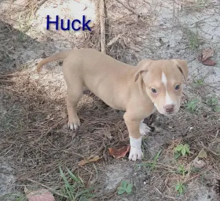 Jiggy pups