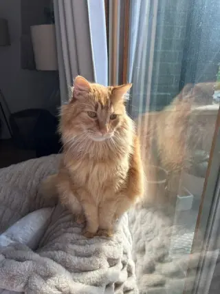 Ginger