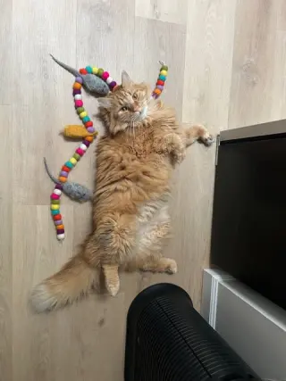 Ginger