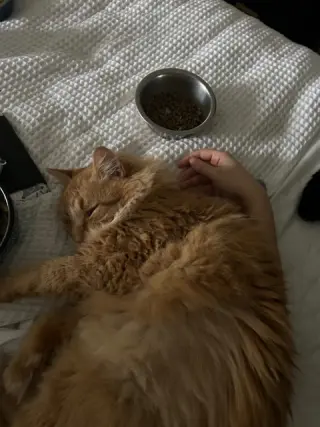 Ginger