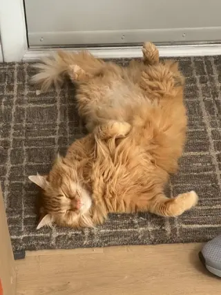 Ginger