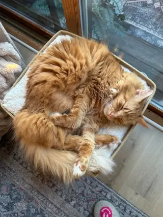 Ginger