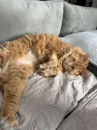 Ginger