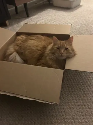 Ginger