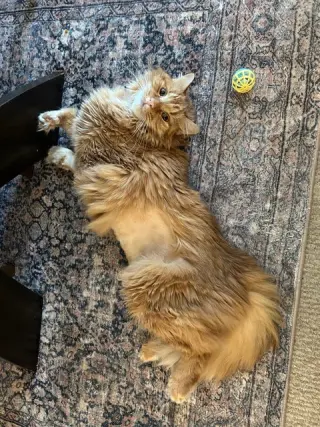 Ginger