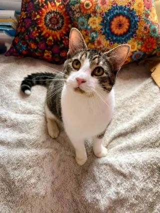 Simon
