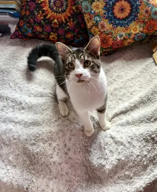 Simon