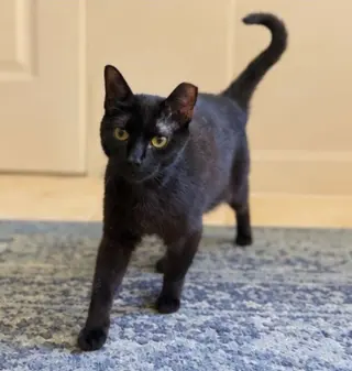 Bernadette