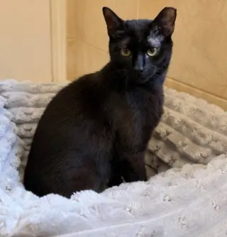 Bernadette