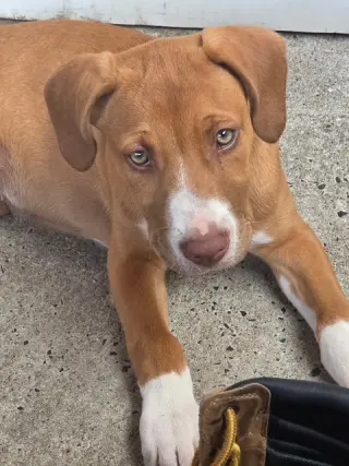 Ruby