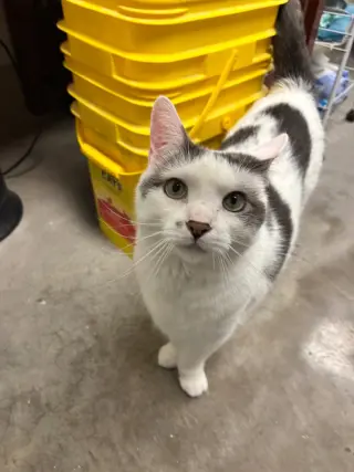 Santino