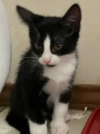 Mister Pete
