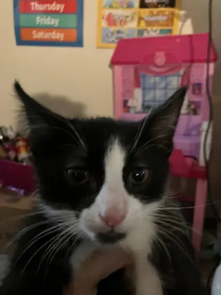 Mister Pete