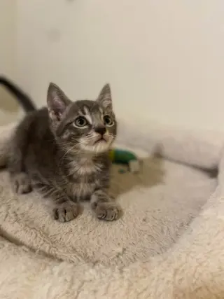 Micah