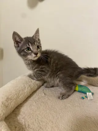 Micah