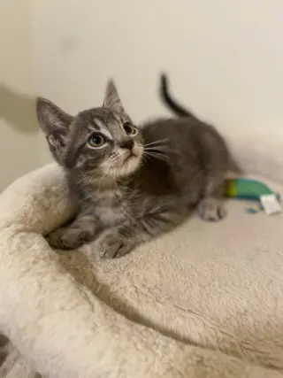 Micah